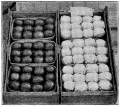 FIG. 29—FLORIDA TOMATOES PROPERLY WRAPPED FOR LONG SHIPMENT (Photo by courtesy of American Agriculturist)