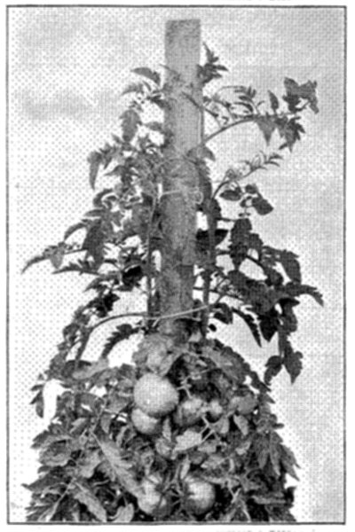 FIG. 32—STONE, AND CHARACTERISTIC FOLIAGE