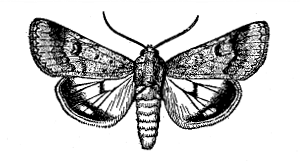 FIG. 41—ADULT MOTH, OR PARENT OF TOMATO FRUIT WORM (From Chittenden, U. S. Department of Agriculture)