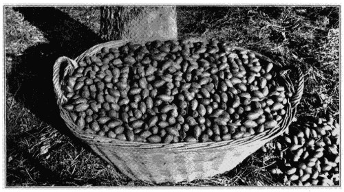 Pecan Nuts—uniform in size, color and shape. Variety, Curtis.