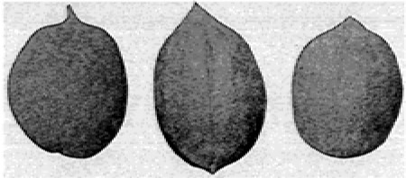 Fig. 15. H. Minima and two of its hybrids, Westbrook and Pooshee.