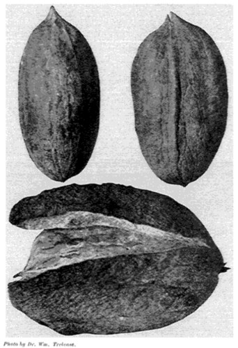 Photo by Dr. Wm. Trelease.  Fig. 16. The Schneck Hybrid.