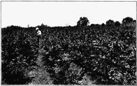 Plate IV. A Pecan Nursery.  Photo by J. F. Jones.