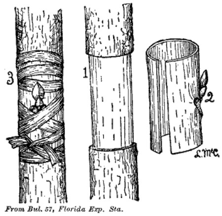 Fig. 20. Annular Budding. 1. Stock prepared for bud. 2. Bud. 3. Bud in place and tied.