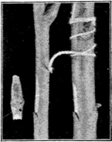 Fig. 22. Chip Budding. Bud cut; Incision made; Bud in place.