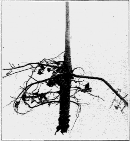 Fig. 26. Pecan Tree grown on quicksand. Note the taproot.