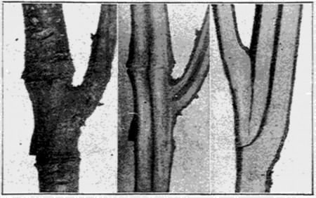 Fig. 29. Annular bud growing (left). Split through same union (center). A normal branch union (right). Pith non-continuous (center); continuous (right).