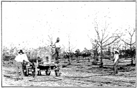 Photo by H. A. Gossard.  Fig. 36. Spraying Pecan Trees.