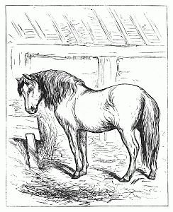 Horse