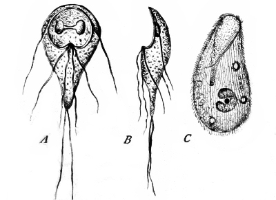 Fig. 13