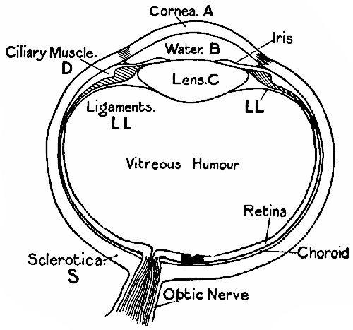 Fig. 116.