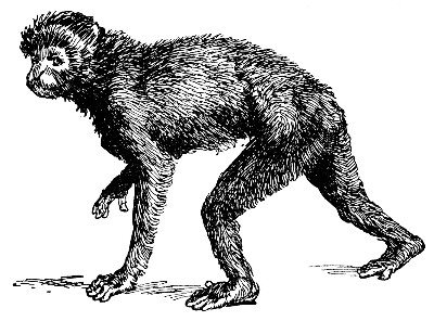 A BARBARY APE.