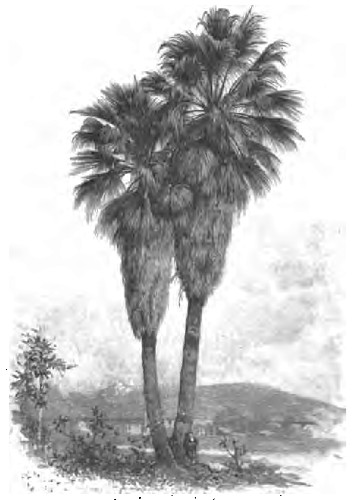 FAN-PALM, FERNANDO ST. LOS ANGELES.