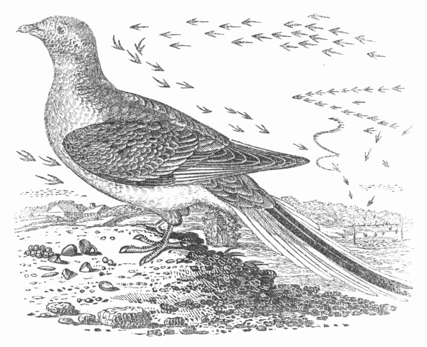 Passenger Pigeon