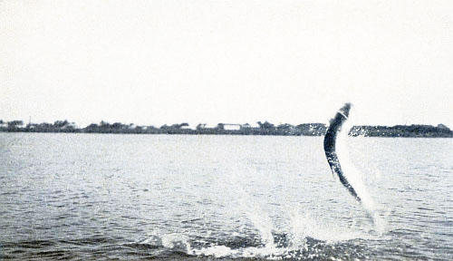 TARPON THROWING HOOK