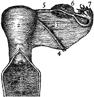 The Female Generative Organs