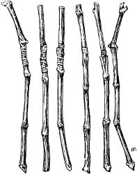 Fig. 12. Bench-grafted cuttings of grape, showing both the cleft-graft and the whip-graft.