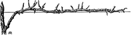 Fig. 27. Unilateral horizontal cordon with fruit spurs.