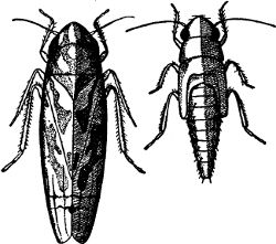 Fig. 42. The fifth and the mature stages of the grape leaf-hopper. (Enlarged.)