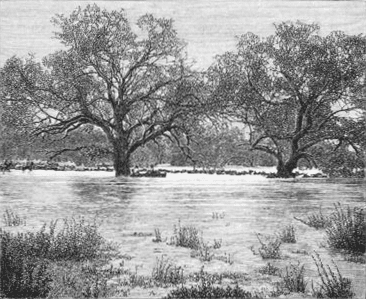 Cattle crossing the Darling River