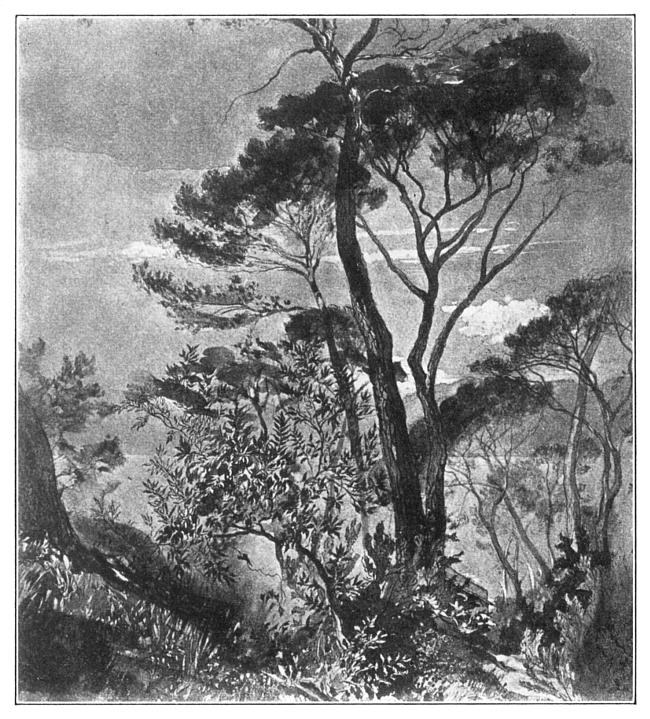 STUDY OF STONE PINE, AT SESTRI.