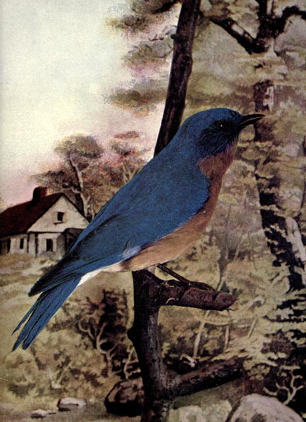 Blue Bird