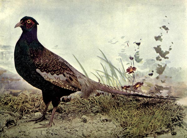 japan pheasant