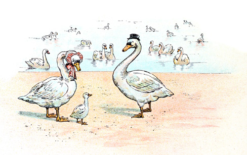 le petit cygne retrouve sa famille