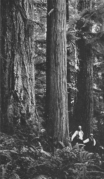 A FIR, A CEDAR, AND A HEMLOCK—PRINCIPAL TREES IN WASHINGTON.