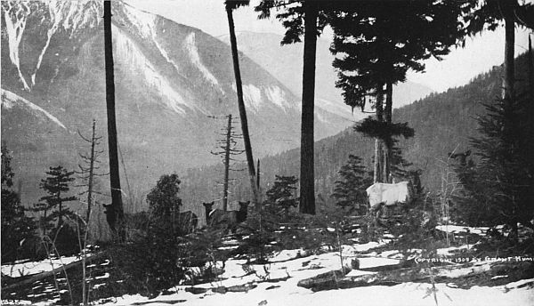 WILD ELK IN THE OLYMPIC MOUNTAINS.