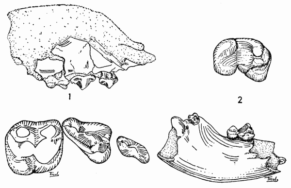 Fig. 1. Cynarctus fortidens, No. 11353 KU (Midwestern Univ. No. 2044). Lateral view of holotype × 1, and occlusal view of check-teeth × 2.  Fig. 2. Cynarctus fortidens, No. 11354 KU (Midwestern Univ. No. 2045). Lateral view of right lower mandible and m2 × 1 and oblique occlusal view of m2 × 2.