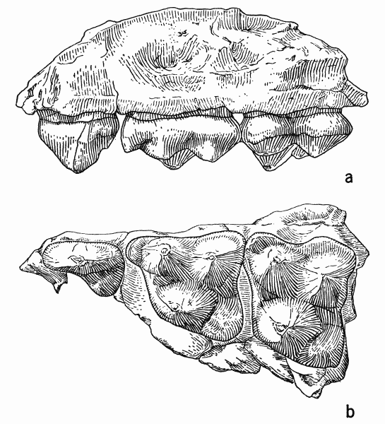 Fig. 1. Sinclairella dakotensis Jepsen, KU no. 11210, fragment of left maxillary with P4 and M1-2; Orellan, Logan County, Colorado; drawings by Mrs. Judith Hood: a, labial view; b, occlusal view; both approximately × 9.