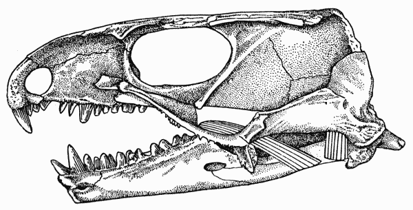 Fig. 2. Captorhinus. Internal aspect of skull, showing anterior and posterior pterygoid muscles. Same specimen shown in Fig. 1. × 2.