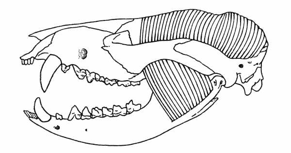 Fig. 8. Didelphis marsupialis. Showing masseter and temporal muscles. Skull KU 3780, 1 mi. N Lawrence, Douglas Co., Kansas. × 3/5.