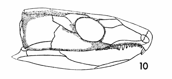 Fig. 10. Captorhinus. Diagram, showing areas of internal thickening. Approx. × 1.