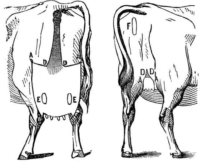 Fig. 3. SECOND CLASS. Fig. 4.  