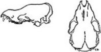 Fig. 1. Lateral view (left) and dorsal view (right) of the holotype of Myotis elegans, × 2.