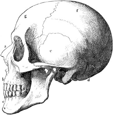 Fig. 5. Schedel van den mensch.