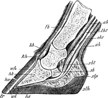 Fig. 9. Overlangsche doorsnede door een’ paardehoef.