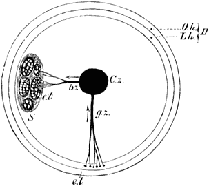 Fig. 13. Schets van eene dwarsdoorsnede eens diers, ter verklaring van de werking van ’t zenuwstelsel.