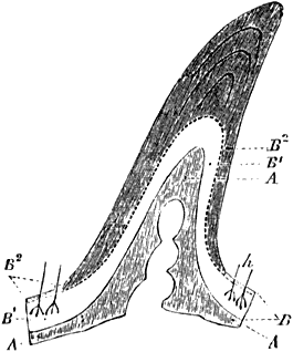 Fig. 63. Runderhoren op de doorsnede.