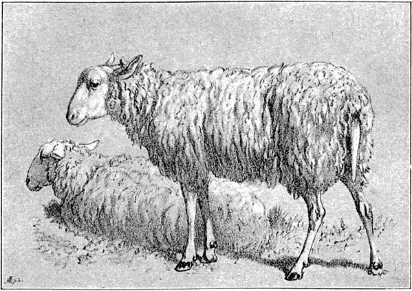 Fig. 66. Friesch schaap.