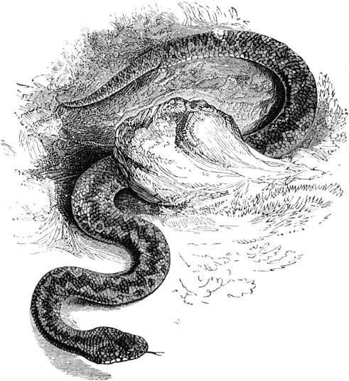 Fig. 108. Adder; ⅓ nat. gr.