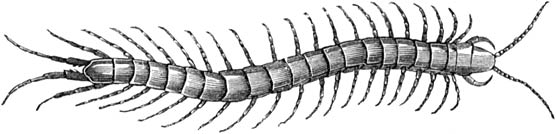 Fig. 112. Reuzenduizendpoot; nat. gr.