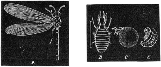 Fig. 134. De mierenleeuw.