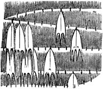 Fig. 141. Schubbekleeding van een’ vlindervleugel. (Veel vergr.)