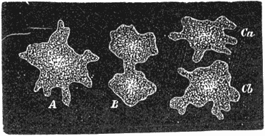 Fig. 165. Monere, zeer vergroot.