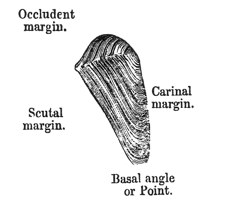 Figure III. TERGUM of LEPAS.