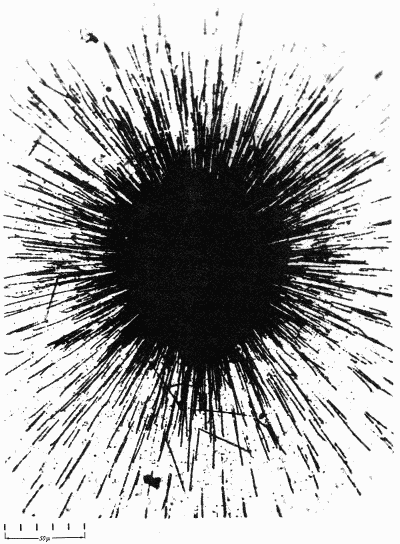 Radioactive elements: alpha particles from a speck of radium leave tracks on a photographic emulsion. (Occhialini and Powell, 1947)