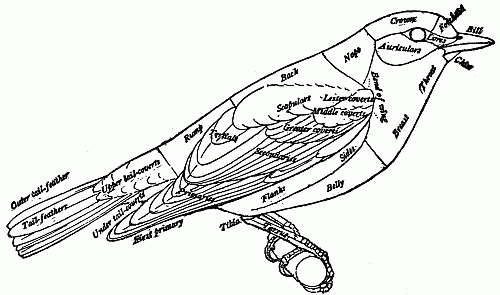 'Map' of a Bird (Bluebird not quite life size).